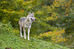 Eurasischer Grauwolf