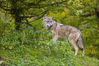 Eurasischer Grauwolf
