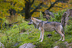 Eurasischer Grauwolf