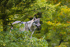 Eurasischer Grauwolf