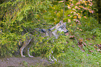 Eurasischer Grauwolf