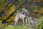 Eurasischer Grauwolf