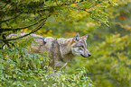 Eurasischer Grauwolf