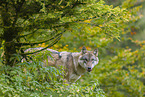 Eurasischer Grauwolf