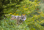 Eurasischer Grauwolf