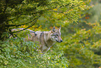 Eurasischer Grauwolf