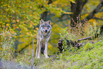 Eurasischer Grauwolf