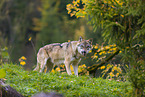 Eurasischer Grauwolf