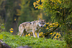Eurasischer Grauwolf