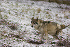 Eurasischer Grauwolf