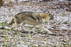 Eurasischer Grauwolf