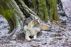 Eurasischer Grauwolf
