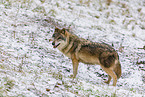 Eurasischer Grauwolf