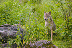 Eurasischer Grauwolf