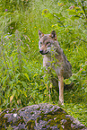 Eurasischer Grauwolf