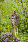 Eurasischer Grauwolf