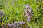 Eurasischer Grauwolf