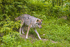 Eurasischer Grauwolf