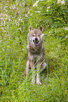 Eurasischer Grauwolf