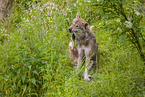 Eurasischer Grauwolf