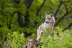 Eurasischer Grauwolf