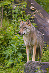 Eurasischer Grauwolf