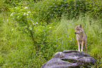 Eurasischer Grauwolf