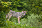 Eurasischer Grauwolf