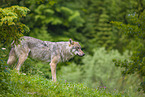 Eurasischer Grauwolf