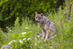 Eurasischer Grauwolf