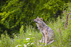 Eurasischer Grauwolf