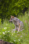 Eurasischer Grauwolf