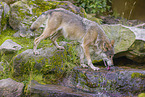 Eurasischer Grauwolf