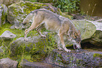 Eurasischer Grauwolf