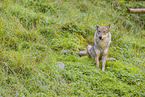 Eurasischer Grauwolf