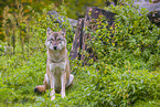 Eurasischer Grauwolf