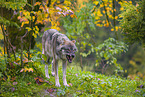 Eurasischer Grauwolf