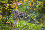 Eurasischer Grauwolf