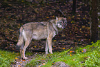 Eurasischer Grauwolf