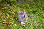 Eurasischer Grauwolf