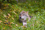 Eurasischer Grauwolf