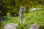 Eurasischer Grauwolf