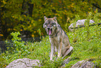 Eurasischer Grauwolf