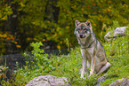 Eurasischer Grauwolf