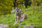 Eurasischer Grauwolf