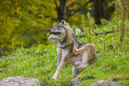 Eurasischer Grauwolf