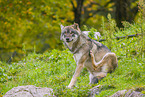 Eurasischer Grauwolf