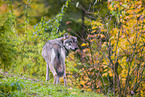 Eurasischer Grauwolf