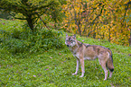 Eurasischer Grauwolf