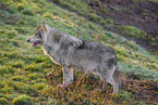 Eurasischer Grauwolf